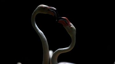 Lesser flamingos spar with each other at the Joburg Zoo, Johannesburg, South Africa. EPA