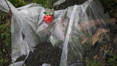 A rose lies on a plastic sheet covering a victim of a Malaysian Airlines plane which was downed on Thursday near the village of Rozsypne, in the Donetsk region of Ukraine. Maxim Zmeyev / Reuters / July 18, 2014