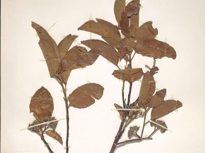 Aspidosperma excelsum Benth is among 1,000 plants from South America with antimalarial properties. Alamy