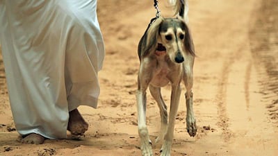A dog handler exhibits his Arabian Saluki during a beauty contest. Ravindranath K / The National?