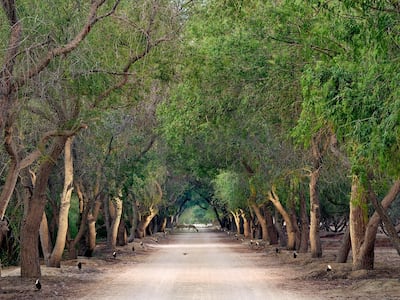 Al Jurf is the historic name given to the nature-filled area where Sha Emirates will be located. It's located approximately halfway between Abu Dhabi and Dubai. Courtesy SHA Wellness Clinics / Imkan