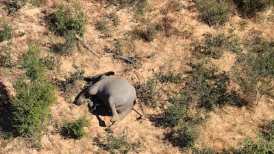 Aerial view of the carcass of one of the approximately 350 elephants that have been found dead for unknown reasons in the Okavango Delta area, near the town of Maun, northern Botswana. This unprecedented death toll for the pachyderms does not appear to be related to poaching, as their coveted ivory tusks are still attached to the corpses. Authorities are performing various tests to determine the cause of death. EPA