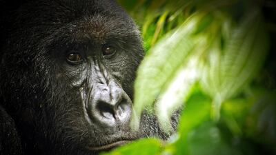 A mountain gorilla from at Virunga National Park sits quietly in some bushes waiting for the rain to stop. AFP