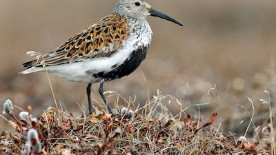 Dunlin are one of the new species