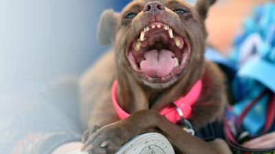Mandarina pants on her owner's lap while awaiting the start of the World's Ugliest Dog Competition. AFP