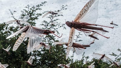 A swarm of desert locusts fly after an aircraft sprayed pesticide in the eastern Kenyan city of Meru. The use of cutting-edge technology and improved co-ordination across East Africa is helping to crush the ravenous swarms and protect the livelihoods of thousands of farmers. AFP