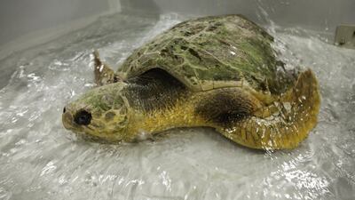 A large part of the programme is education and awareness. The DTRP staff give talks to schoolchildren, as well as bi-weekly presentations and feeding demonstrations at the Madinat turtle pens. Jaime Puebla / The National