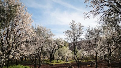 Mohammed Tamejout, 26, works among the almond trees on February 2, 2016, at his farm in the town of Kasbah Ellouze, near Kalaat M’Gouna, Morocco.