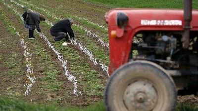 Agriculture represents about 12 per cent of Serbia's economy. Marko Djurica / Reuters