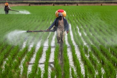A farm worker sprays fertiliser at a paddy field in Sungai Besar, Malaysia. EPA