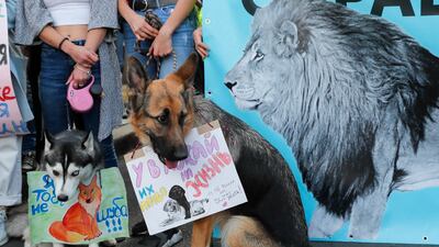 Dogs hold in their mouths placards reading 'You need to respect their life rights!' and 'I'm not a fur coat!' during a rally advocating for animal rights, in downtown Kiev, Ukraine. EPA