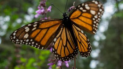 The migratory monarch butterfly (Danaus plexippus plexippus) is known for its spectacular annual journey of up to 4,000 kilometres across the Americas. AFP