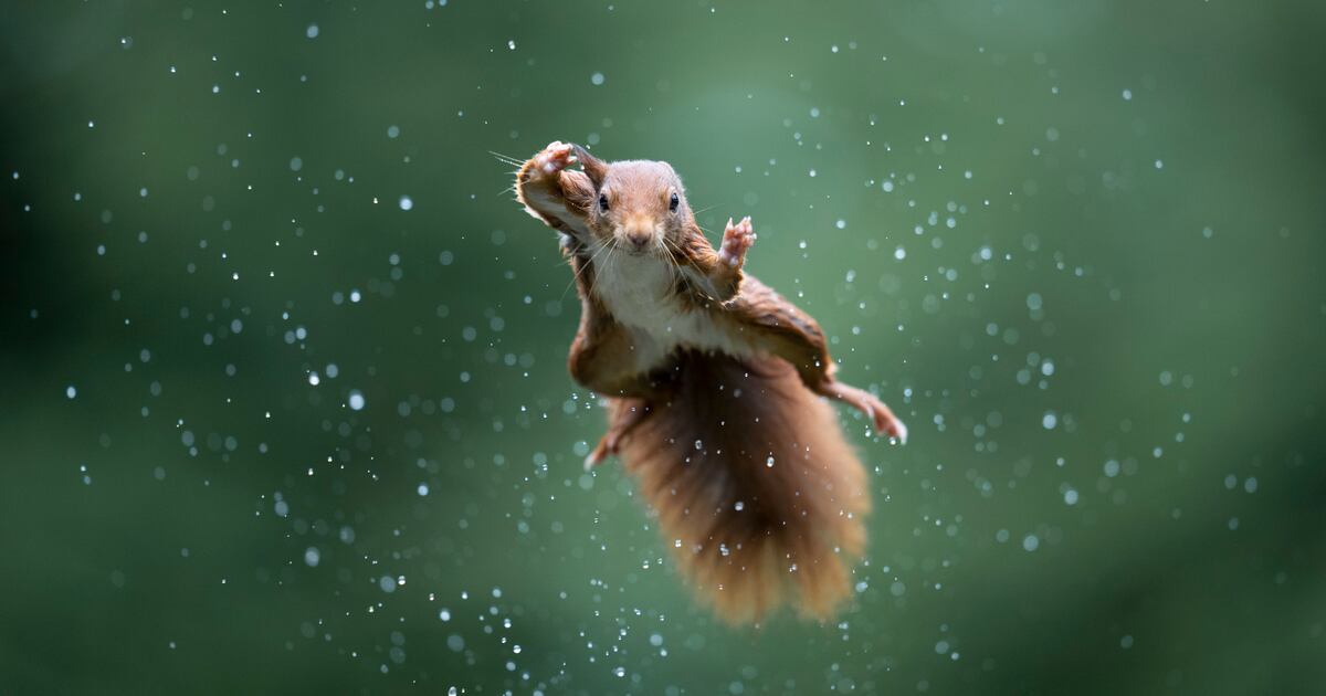Squirrel Riding A Fish Flying squirrel and laughing fish star in funniest wildlife photos ...