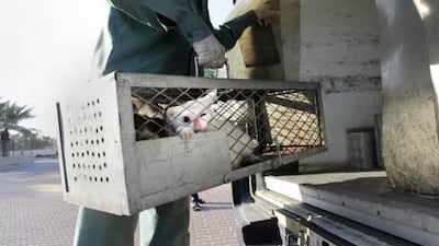 Inspectors from Dubai Municipality will compile an estimate of the city’s feral cats from the beginning of next month.