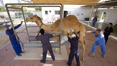 Prof Ulrich Wernery (second from right) pushes camel 6A5 into a holding stall to draw blood from the animal for research being conducted by the Central Veterinary Research Laboratory in Dubai. Jeff Topping / The National