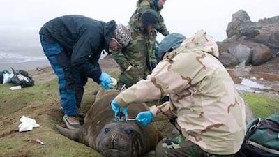 Antarctic researchers attach sensors to an elephant seal. The seals' dinner-time dives for squid are providing valuable data on the Southern Ocean.