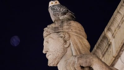 Washingtonians have come out in droves to catch a glimpse of the rare snowy owl flying around the US capital city of Washington. AP