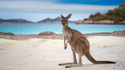 As popular with wild kangaroos as it is with sunseekers, Lucky Bay in Esperance, Western Australia, has been named the world's best beach. NeoPhoto
