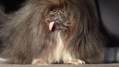 Wild Thang, a Pekingese, walks on stage during The World's Ugliest Dog Competition. Josh Edelson / AFP