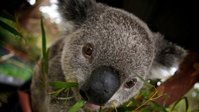 Cuddle a koala at the Currumbin Wildlife Sanctuary. Photo: Barberstock