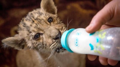 Erik Airapetyan feeds milk to liger cub, Tsar. Yuri Maltsev / AFP