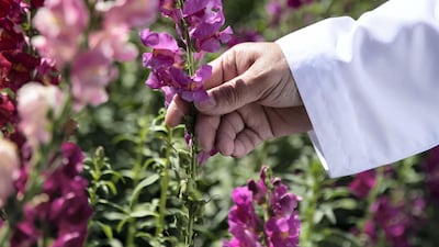 Snapdragon flowers. Reem Mohammed / The National