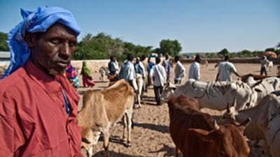 Cattle dealers, such as Mohamed Ismail, receive 90 per cent of their business from the Middle East.