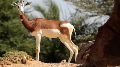 A mhorr gazelle, also known as a dama gazelle, pictured at Al Ain Zoo. The species is on the list of critically endangered creatures. Chris Whiteoak / The National