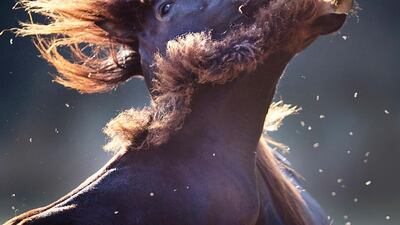 A horse and its foal play surrounded by flies on their dry meadow in Wehrheim near Frankfurt, Germany. Michael Probst/AP Photo