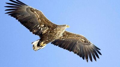 White-tailed and golden eagles could be set to soar in Wales once more.