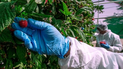 A berry picker harvest raspberries at the UAE’s first raspberry and blackberry model farm. Victor Besa / The National