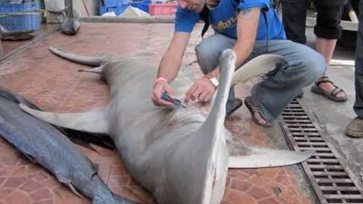 Al Reeve, a marine biologist with Sultan Qaboos University in Oman, examines and takes tissue samples from the dead hammerhead shark found in a fish market in Khasab.