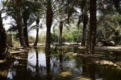 Inside part of the vast Al Ahsa Oasis in eastern Saudi Arabia. IPOGEA