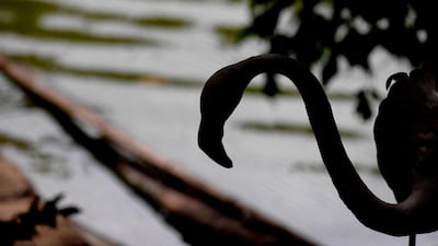 Flamingos stand in their enclosure at zoo in Rome. In the past three weeks, five flamingo fledglings hatched at the zoo. AFP