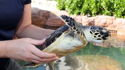 More than 60 per cent of the turtles at the project are young hawksbills that are born in this part of the Gulf