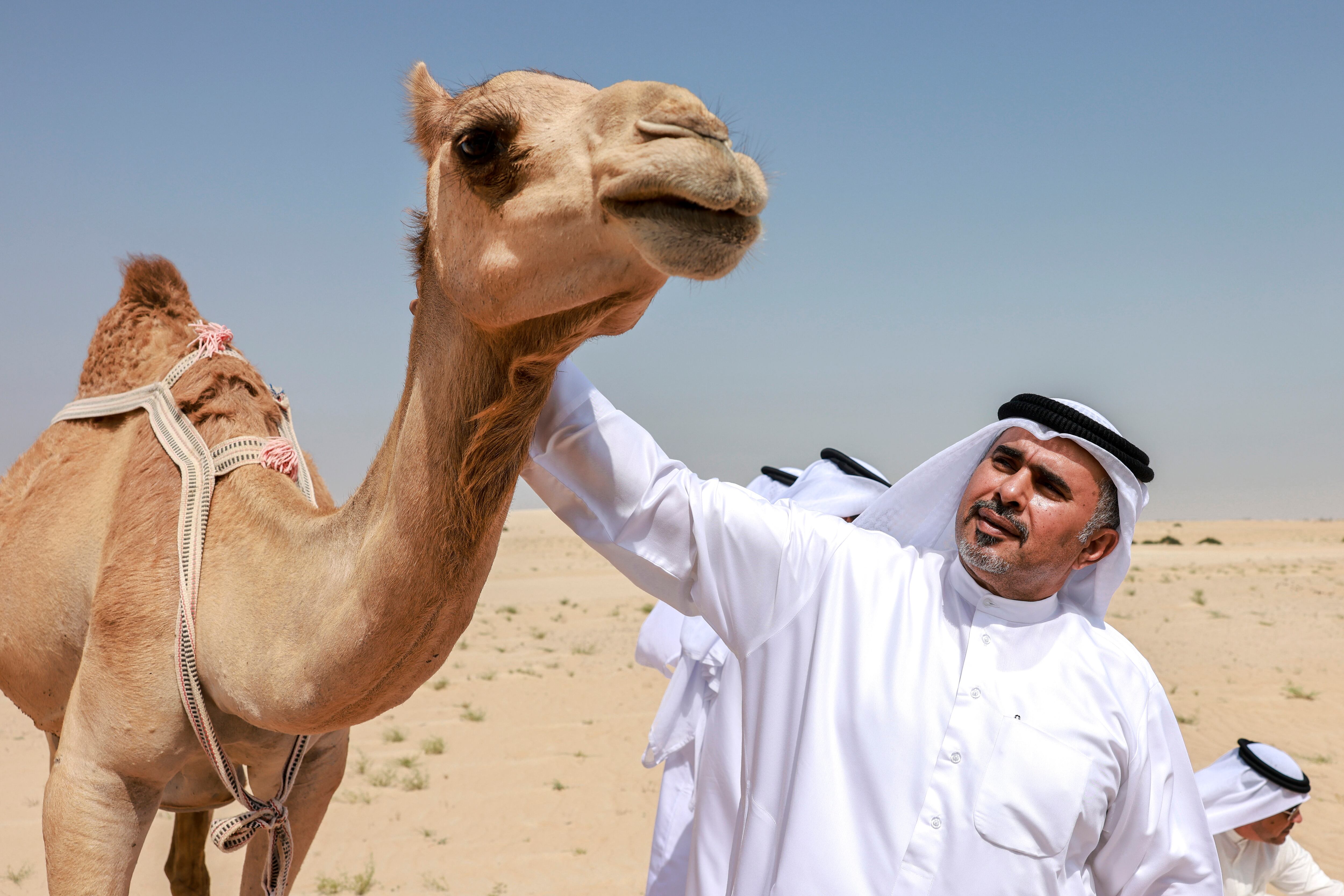 The rains have fallen, the desert's in bloom - and camel-grazing season ...