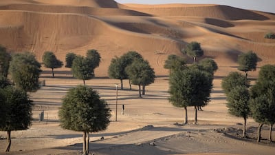Ghaf trees in Al Hayer Forest, near the UAE-Oman border in Al Ain. The National