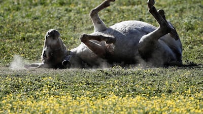 A donkey scratches his back on the grass in Pamplona, Spain. EPA
