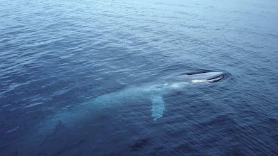 A Blue Whale carcass washed ashore off the Sharjah coast in 2015.
