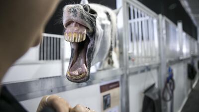 Nacarado, a Spanish Purebreed stallion, reaches out to his caretaker. Silvia Razgova / The National