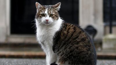 Larry the Cat sits outside Downing Street in London, Britain. Reuters