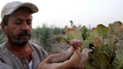 Farmer Qassim Sabaan Ali shows dead figs in the area of Siba in Basra, Iraq . The country, known as The Land Between The Two Rivers, is struggling with the scarcity of water due to dams in Turkey and Iran. Nabil Al Jurani / AP