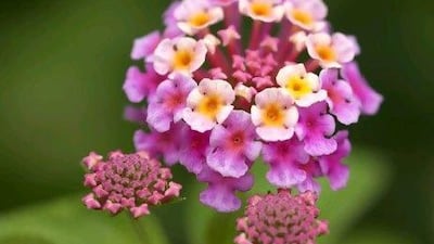 Boil Lantana leaves for an aphid insecticide. Getty Images / Gallo Images