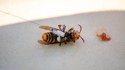 The radio tracking device fitted on an Asian giant hornet. WSDA via Reuters