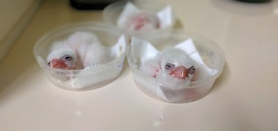 Three of the 'fantastic five' saker Falcon chicks born out of a breeding programme in Bulgaria. Courtesy: Mohamed bin Zayed Raptor Conservation Fund