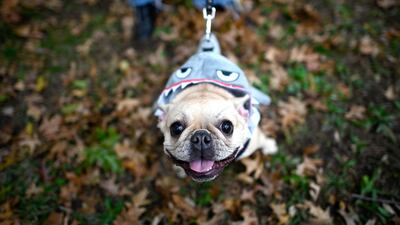 A dog dressed in a shark costume attends the Tompkins Square Halloween Dog Parade in Manhattan in New York City. AFP