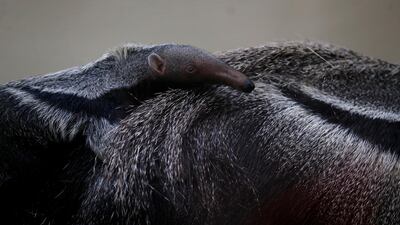 A baby ant bear is seen on the back of its mother in their enclosure at Dortmund Zoo in Germany. Reuters
