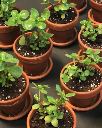 Super-ingredient purslane. Courtesy Barbara Sturm