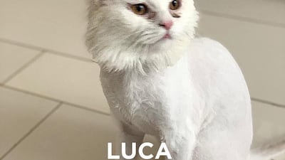 Luca, 10 months, male. Luck wasn’t on his side early in life. Bred to be sold by an unscrupulous breeder, Luca was the last one standing in a cage while his siblings were sold. He gives little head bumps, giving out little chirpy meows – he doesn’t even know he’s being cute. He’s just trying to say, ‘Thank you for loving me back.’ Multi-cat household, with children