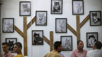 The cozy hang-out offers a modest drink service and encourages guests to head straight to the cat corner to pet and play with furry friends. AFP
